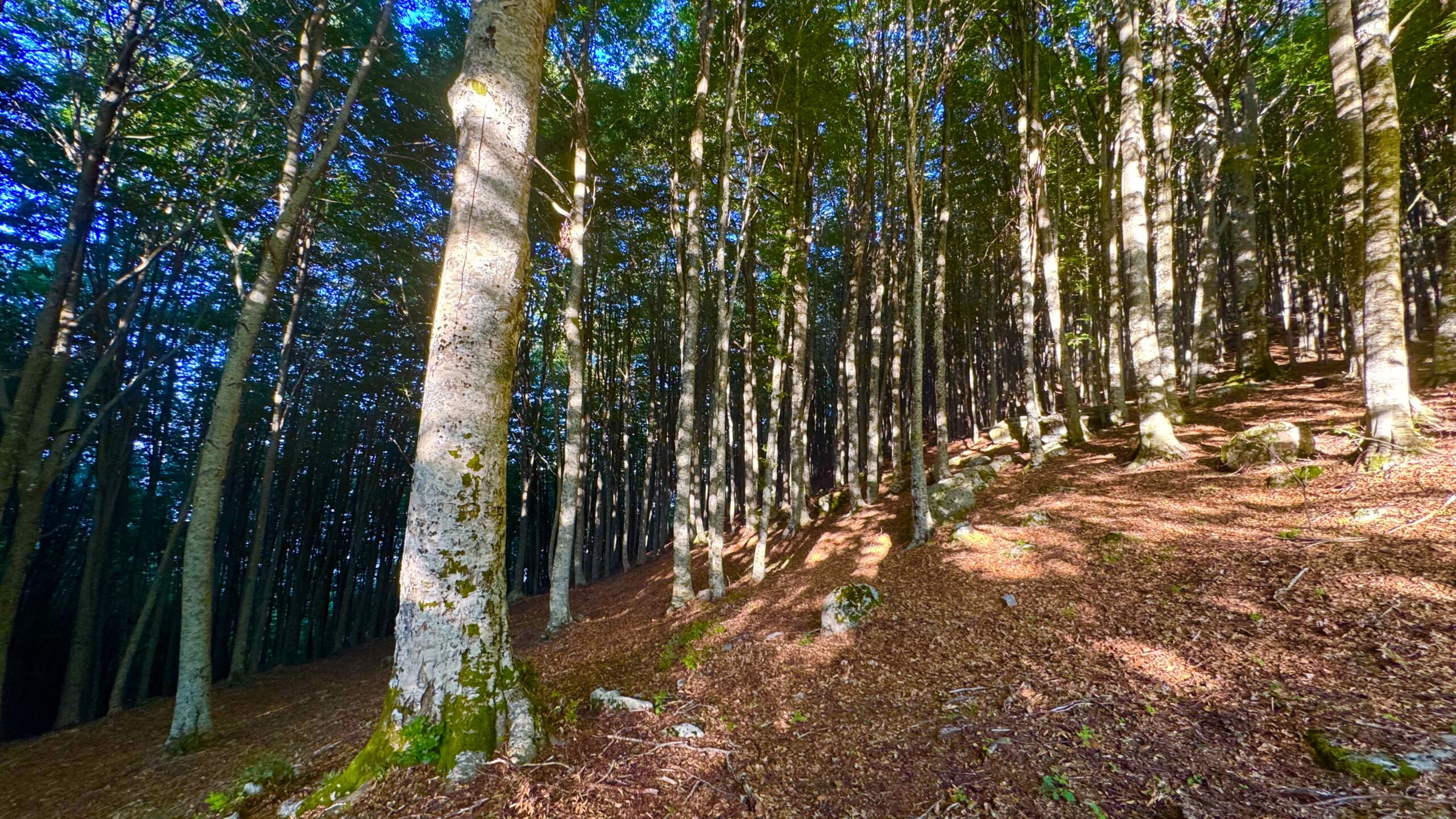 Il richiamo del bosco: Simone Cristicchi, il Cilento e la nuova frontiera del turismo nell'era dei cambiamenti climatici